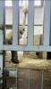 「#33.賢い砥愛🐘」