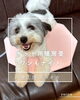「ヒーター内蔵のペット用暖房畳「にゃんもナイト」「ワンもナイト」😺🐶」