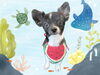 「Dog salon mofu mofu　余市町」