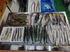 「📣本日のお魚情報🐟」