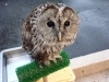 フクロウのよつば「病院で飼育している動物たち」