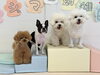 くまくん♡ぽんちゃん♡るいくん♡ぱんちゃん「ましゅまろ幼稚園🐾」