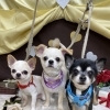 愛犬スタッフ紹介 🐾