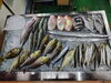 「📣本日のお魚情報🐟」
