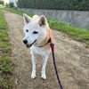 お泊まりの　るいちゃん「ペットホテル」