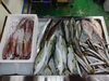 「📣本日のお魚情報🐟」