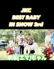 2024年受賞「サモエド咲茉はJKC Best Baby in show 3rd頂いています【サモエドブリーダー北海道　ノルディカエマリスケネル　catbeard 北海道札幌市】」