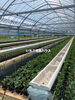 いちご育苗ハウス「いちご育苗の様子[日進市米野木町のいちご直売所rikkefarm]」