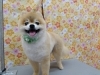 「万能ポーズ“ごろん”でブラッシング【どっぐさろんあきゅ　京都市南区上鳥羽　小型犬専門　トリミング　ペットサロン】」