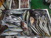 「📣本日のお魚情報🐟」