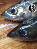 「サバ入荷致しました！」