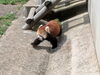福井県から秋田に引っ越してきた令花（レイファ）「秋田の大森山動物園」