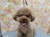 「ごろんを日常に取り入れよう【どっぐさろんあきゅ　京都市南区上鳥羽　小型犬専門　トリミング　ペットサロン】」
