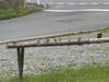 「街のどうぶつ達」