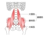 「腸腰筋を整えて姿勢、腰痛改善へ！」
