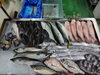 「📣本日入荷のお魚情報🐟」