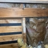 ハクビシン被害は侵入口の封鎖がカギ！一般住宅でのご相談が増えています