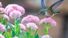 「花鳥風月と明珠在掌」