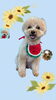 「Dog salon mofu mofu　余市町」