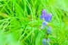 入笠湿原のエゾリンドウ「エゾリンドウに囲まれて」