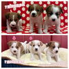 「ジャックラッセルテリア新登場で〜す！🐶✨」