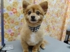 「座りたいよね～【どっぐさろんあきゅ　京都市南区上鳥羽　小型犬専門　トリミング　ペットサロン】」