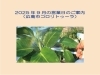 「2025年9月の営業日のご案内（広島市コロリトゥーラ）」
