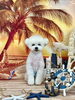 チップくん「サンセットビーチ🏖️&サロン予約状況」