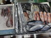 「📣本日入荷のお魚情報🐟」