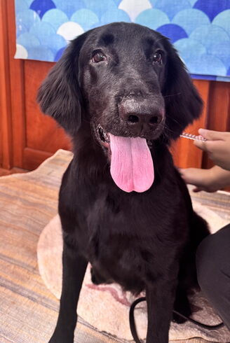 フラット犬のテディくん️🩵「🐶🐾トリミングされたわんちゃん紹介🍀* ゚」