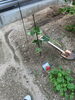 「家庭菜園」