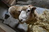 トト（♂）「🐑コリデールのトト（♂）とメイ子（♀）が新しく仲間入りしました！」