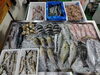 「📣本日のお魚情報🐟」