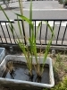 真菰「【東近江市・近江八幡市】命の力を感じる「真菰」の恵み」