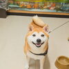 「今日のお友達」