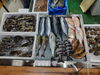 「📣本日のお魚情報🐟」