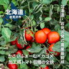 「かさいふぁーむ×カゴメ 加工用トマト収穫の全貌｜北海道・岩見沢発の農業最前線」