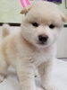 「【WAN'S】新しいワンちゃんのご紹介　柴犬　♀」