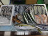 「📣本日のお魚情報🐟」