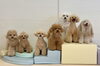きぃ♡クレア♡嵐♡くま♡ペチ♡はぴ♡リズ「ましゅまろ幼稚園🐾」