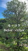 モッコク施工後「🌳モッコクの剪定 Before → After【庭一施工事例】磯子区金沢区、植木、造園のご相談は庭一」