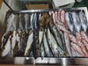 「📣本日のお魚情報🐟」