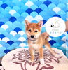 みかんちゃん🍊「コタケハラから出た柴犬の仔犬ちゃん」