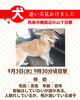 「【西条市 楠周辺の山付近】迷い犬かも？　人馴れしている迷い犬を発見！」
