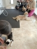 子犬教室■高石市泉大津市泉大津市のお客様「互いを知ること■子犬教室■犬のしつけ方」