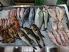 「📣本日入荷のお魚情報🐟」