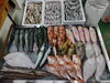 「📣本日入荷のお魚情報🐟」