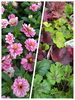 「村上市の植物屋 g+f MOMO【花屋が入荷しました】多肉植物や植木鉢も入荷しております。」