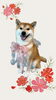 「Dog salon mofu mofu　余市町」