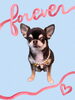「Dog salon mofu mofu　余市町」